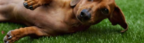 ▷How To Install Artificial Grass For Your Dog Run In San Diego Ca?