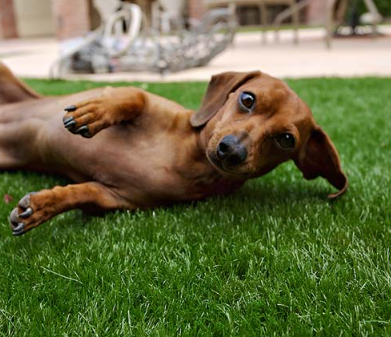 How To Install Artificial Grass For Your Dog Run In San Diego Ca?