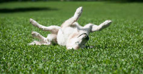 5 Tips To Maintain Your Artificial Pet Turf In Winter In San Diego Ca